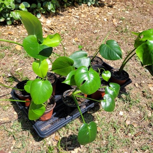Puede incluir: Una colecci&oacute;n de plantas en macetas con hojas verdes de varios tama&ntilde;os y formas. Las plantas est&aacute;n dispuestas en una bandeja negra con macetas marrones.