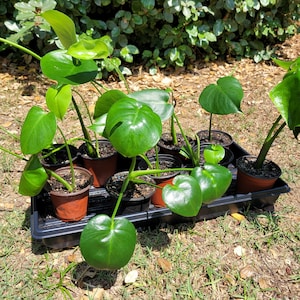 Puede incluir: Una colecci&oacute;n de plantas en macetas con hojas grandes y verdes. Las plantas est&aacute;n dispuestas en una bandeja de pl&aacute;stico negro.