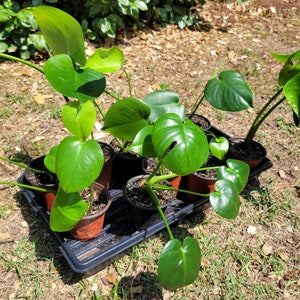 Puede incluir: Una colecci&oacute;n de plantas verdes en maceta con hojas grandes, dispuestas en una bandeja de pl&aacute;stico negra. Las plantas son de varios tama&ntilde;os y formas, algunas tienen una forma m&aacute;s redondeada y otras una forma m&aacute;s alargada.