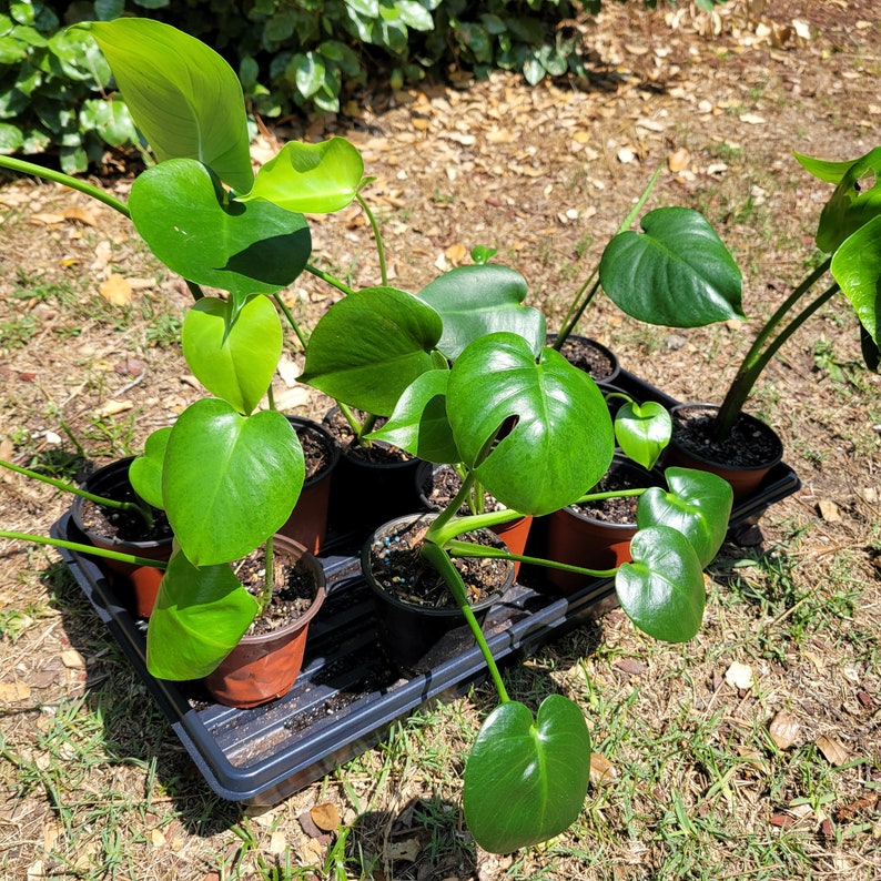 Puede incluir: Una colecci&oacute;n de plantas verdes en maceta con hojas grandes, dispuestas en una bandeja de pl&aacute;stico negra. Las plantas son de varios tama&ntilde;os y formas, algunas tienen una forma m&aacute;s redondeada y otras una forma m&aacute;s alargada.