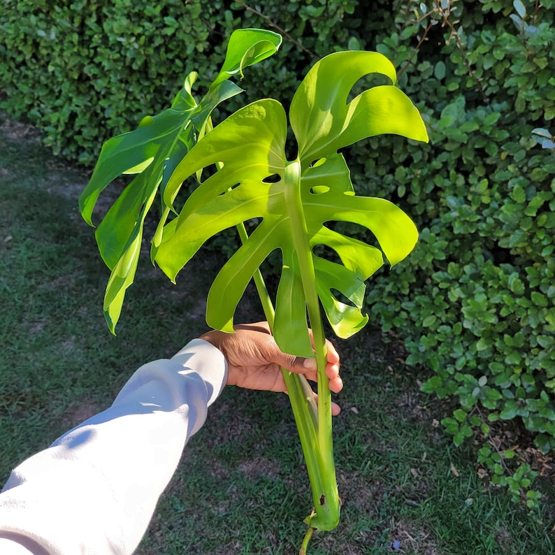 Puede incluir: Una gran planta de monstera verde con hojas grandes y profundamente lobuladas. La planta est&aacute; en la mano de una persona.