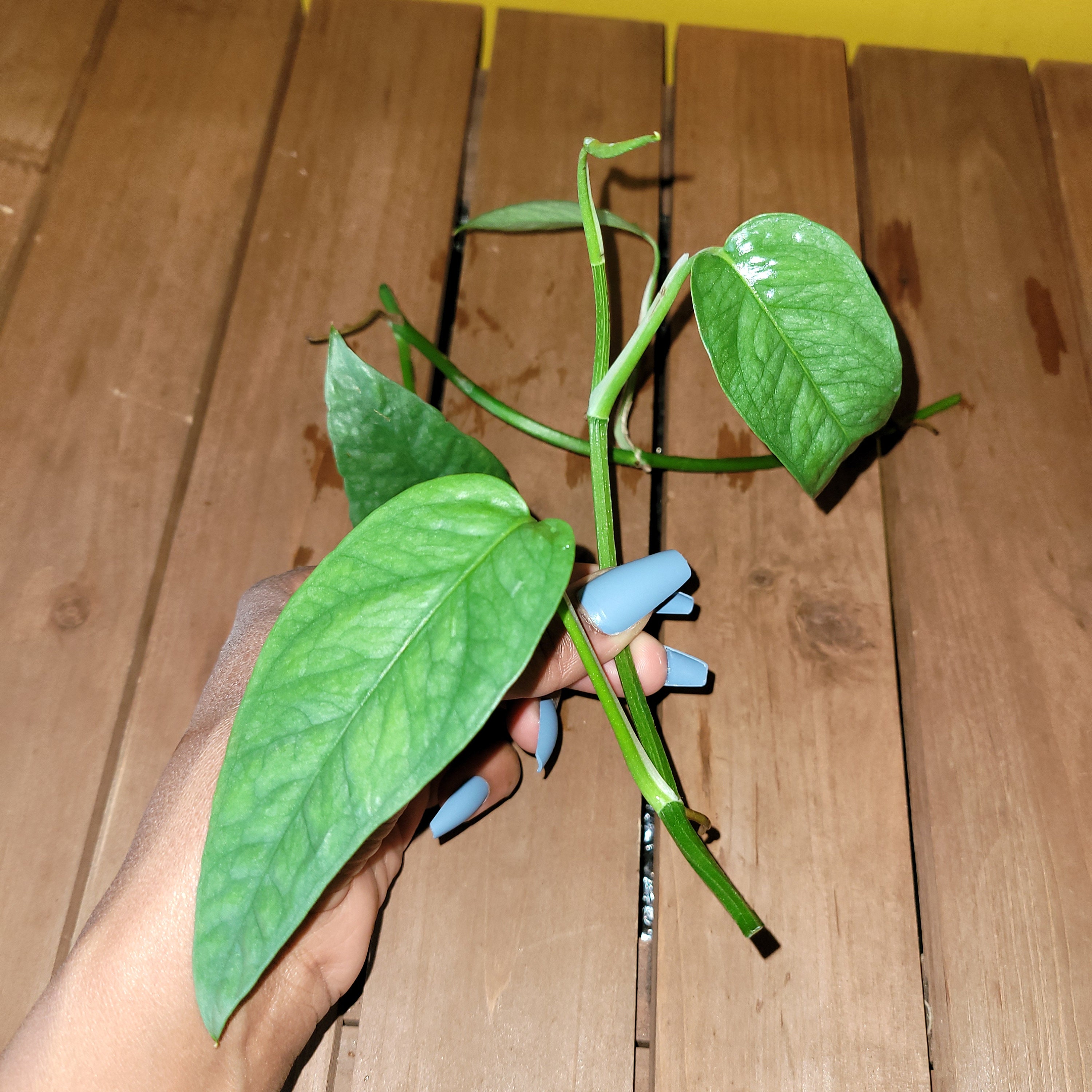 Monstera Cebu Blue - Etsy