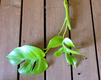 Esqueje de Monstera Minima, árbol purificador de aire, planta de interior viva, decoración tropical acogedora para el hogar.