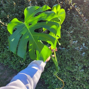 Large Monstera Deliciosa Rooted Cutting, Tropical Live Plant, Swiss Cheese Plant, Indoor House Plants, Indoor Home Decor