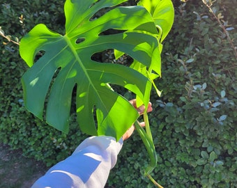 philodendron campii Philodendron Campii 'Lynette' L