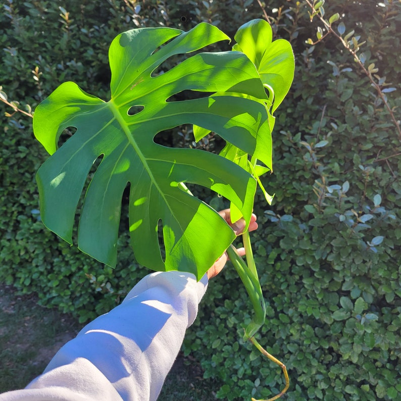 Puede incluir: Una gran hoja verde de monstera con un tallo largo. La hoja est&aacute; parcialmente a la sombra, creando un contraste de verde claro y oscuro.