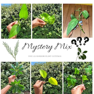 Mystery Plant Bundle Rooted Plant Cutting Live Plants Cuttings Mystery Bundle Live Plant Rare Houseplants 5 Random