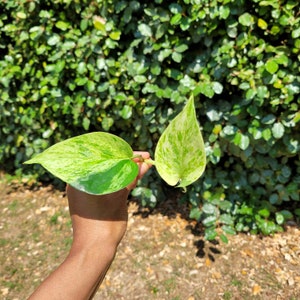 May include: Two variegated leaves with green and white marbling. The leaves are heart-shaped and have a pointed tip.