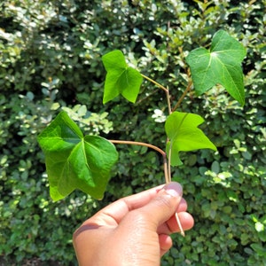 Live Plant Easy-Care House plants Easy to Grow Indoors Natural Décor Algerian Ivy Algerian Ivy Bonsai Plant, Plant Cuttings Only