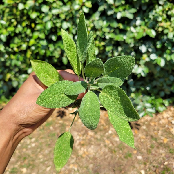 Organic Fresh Cut Sage, Sage Green Garden Plant, Natural Kitchen Spices, Herb Plant Cutting