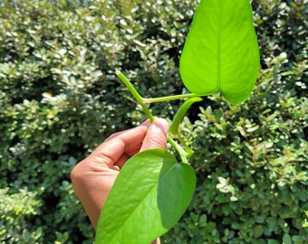 Golden Pothos Plant Indoor Plant Cuttings Live Plant Easy to Care Natural Garden Décor Plant Hanger Indoor for Home Indoor Houseplants