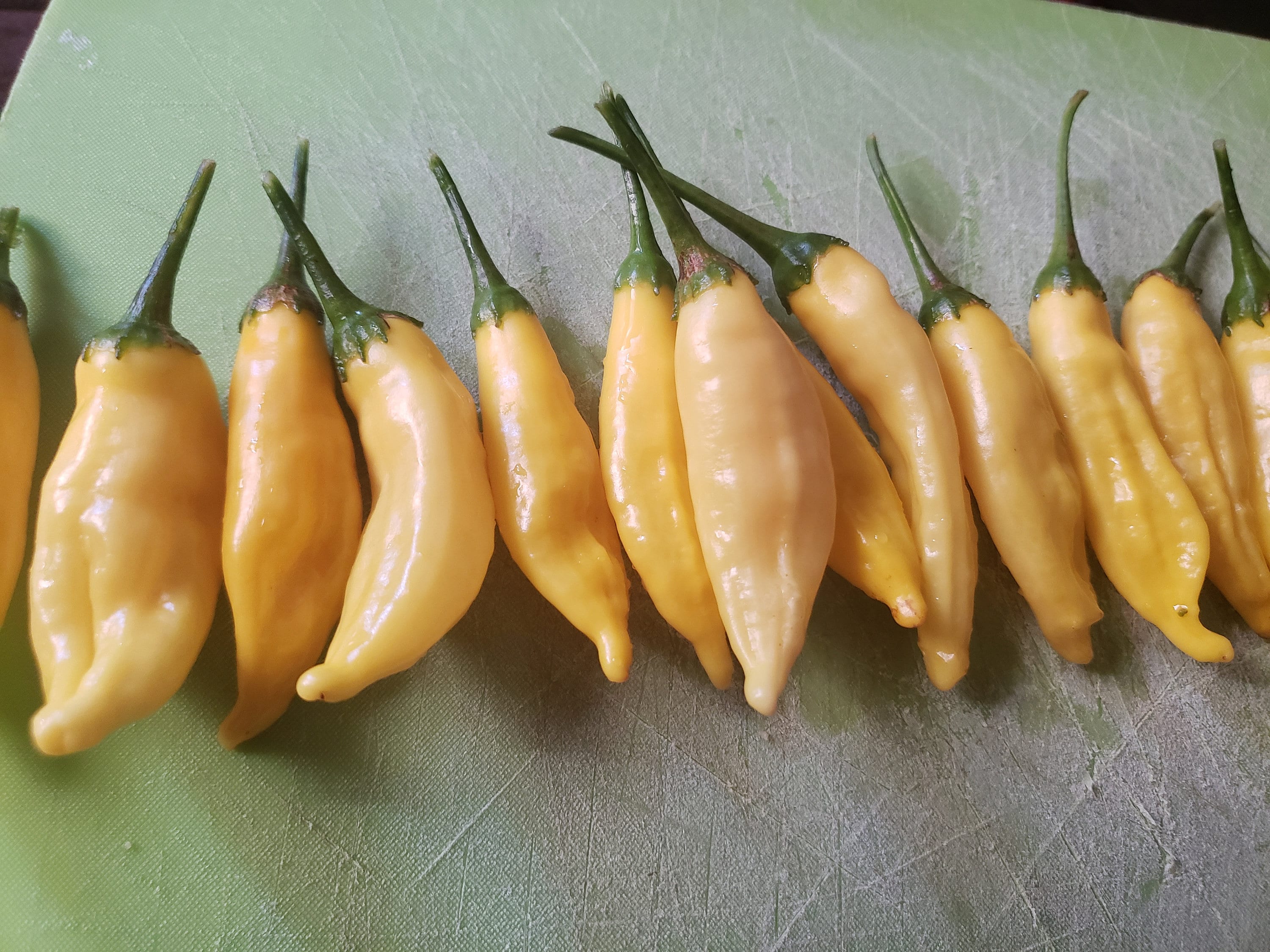 Organic aji lemon drop pepper seeds Etsy