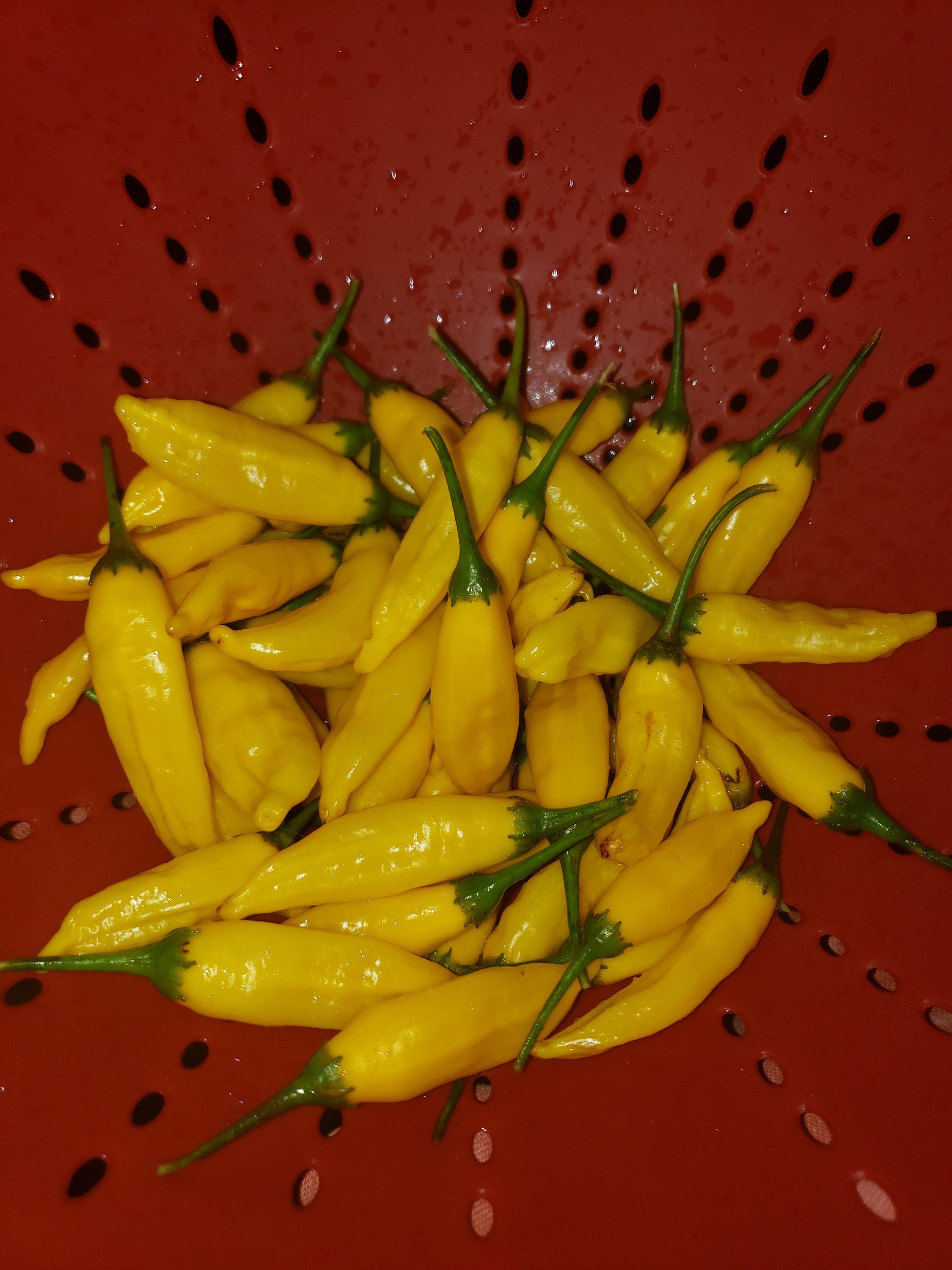 Organic Aji Lemon Drop Pepper Seeds Etsy Ireland
