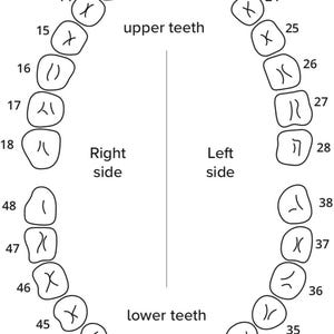 May include: A diagram of a human mouth showing the numbering system for adult teeth. The diagram shows the upper and lower teeth, with the numbers 11 through 38.