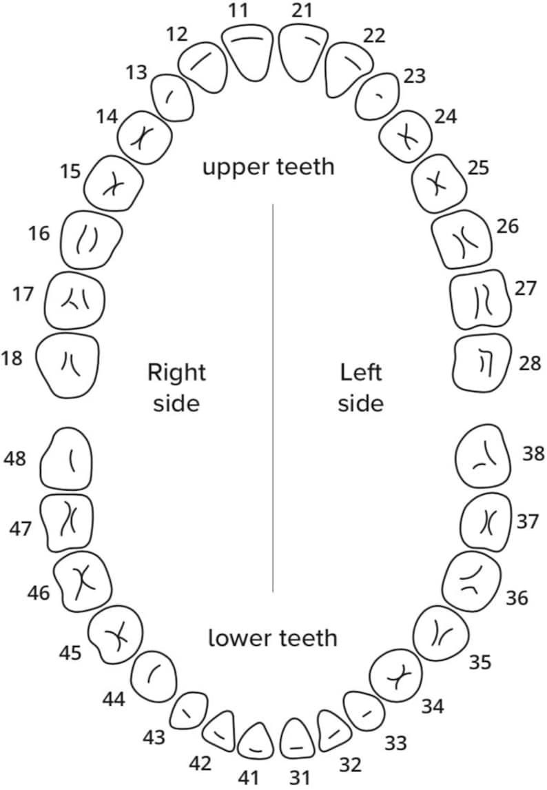 May include: A diagram of a human mouth showing the numbering system for adult teeth. The diagram shows the upper and lower teeth, with the numbers 11 through 38.
