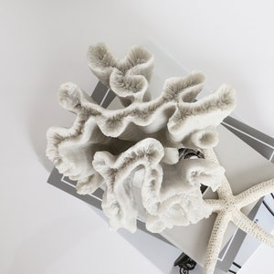 Coral Ornament Sculpture Medium - Cats Paw