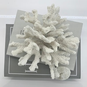 Coral Ornament Sculpture White Small