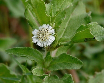 May include: A single white flower with a yellow centre blooms on a green plant with large leaves.