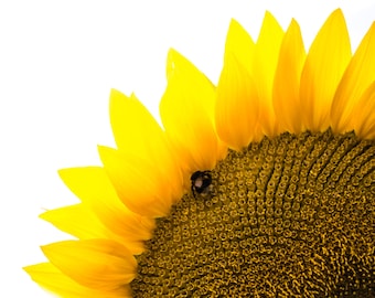 Sunflower Love Framed Print
