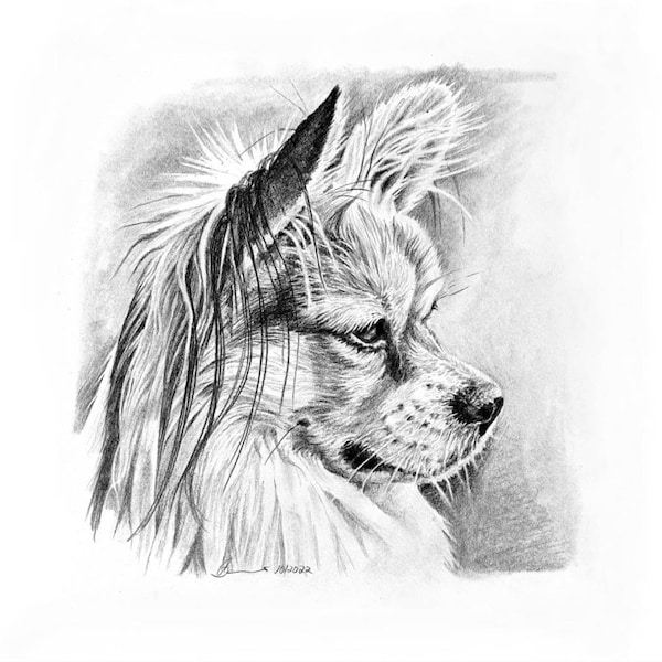 Anfertigung A4 Tierportraits /25x25cm Bleistiftzeichnung malen lassen nach Foto individuelles Hundeportrait Pferdeportrait Katzenportrait