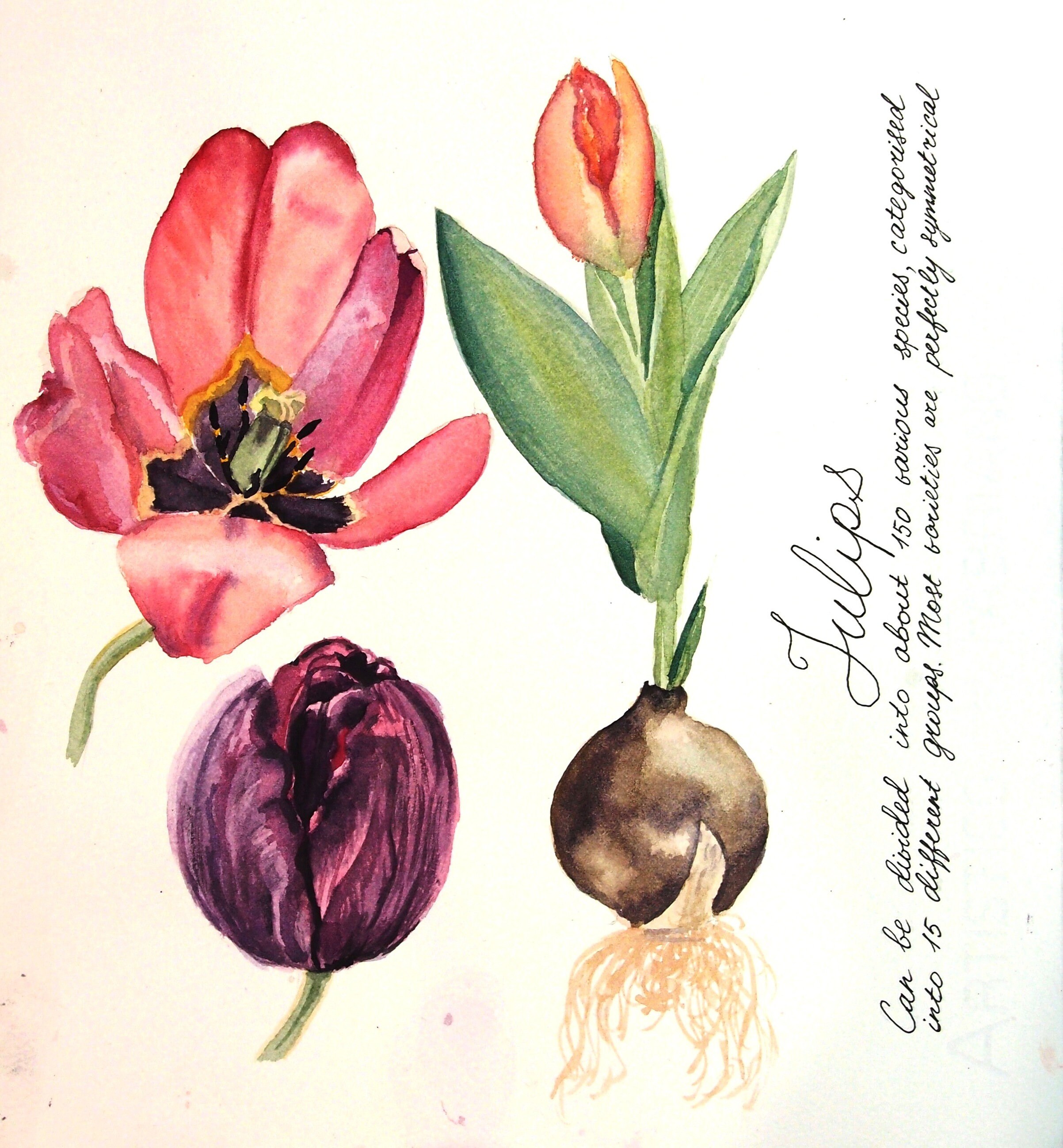 Original Kunst Aquarell Malerei Tulpe Blumen botanische | Etsy