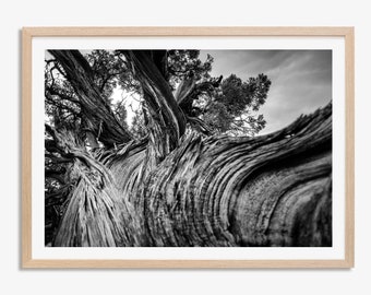 Black and White Photo Print of a Twisted Tree, Utah Nature Wall Art, Unframed Monochrome Print, Travel Photography by Jennifer Esseiva