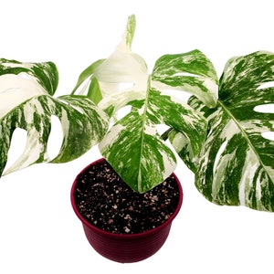 Great Variegations!! Monstera Deliciosa Albo Variegata (small form|Borsigiana)  Rooted - Potted - US Seller
