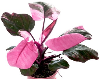 Highly Variegated Pink Princess Philodendron - 4" Pot - MULTIPLE ACTIVE Growth Points - Rare Rooted Plant - US seller