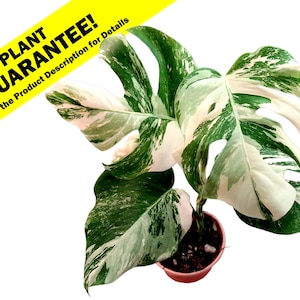 Variegated Monstera Albo Borsigiana - Rooted Cuttings or Established Plants Available - US Seller - Monstera Deliciosa Variegata