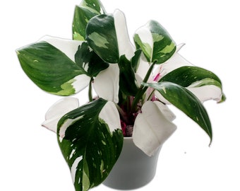 White Princess Philodendron Plant - 4" Pot - Top Cutting - Highly Variegated MULTIPLE ACTIVE Growth Points available - USA seller