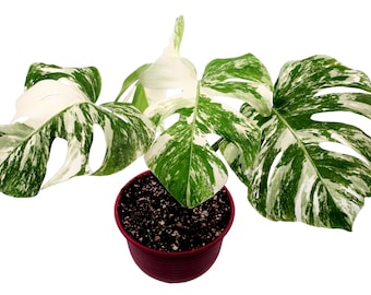 Great Variegations!! Monstera Deliciosa Albo Variegata (small form|Borsigiana)  Rooted - Potted - US Seller