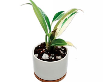 Wend IMBE Variegated Philodendron in Ceramic White Pot - Rare Top Cutting - US seller