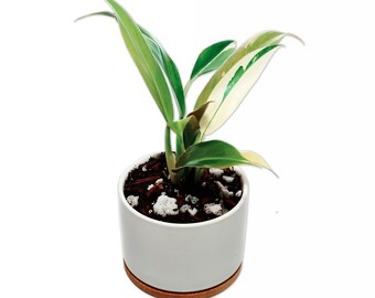 Wend IMBE Variegated Philodendron in Ceramic White Pot - Rare Top Cutting - US seller