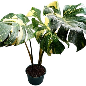 Thai Constellation XL - Super Premium - Highly Variegated Monstera - Rooted 6" Pot Established Plant - US Seller