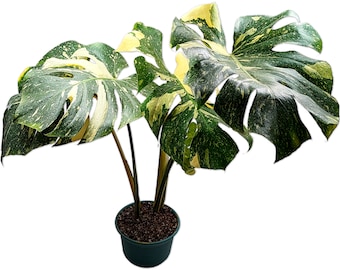 Thai Constellation XL - Super Premium - Highly Variegated Monstera - Rooted 6" Pot Established Plant - US Seller