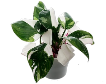 White Princess Philodendron Plant - 4" Pot - Top Cutting - Highly Variegated MULTIPLE ACTIVE Growth Points available - USA seller
