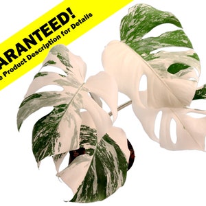 Monstera Albo Variegated - Rooted - Potted - Cutting or Established Plant Available - US Seller - Monstera Deliciosa Borsigiana Variegata