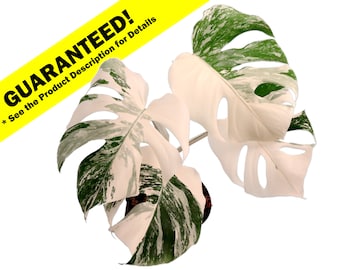 Monstera Albo Variegated - Rooted - Potted - Cutting or Established Plant Available - US Seller - Monstera Deliciosa Borsigiana Variegata