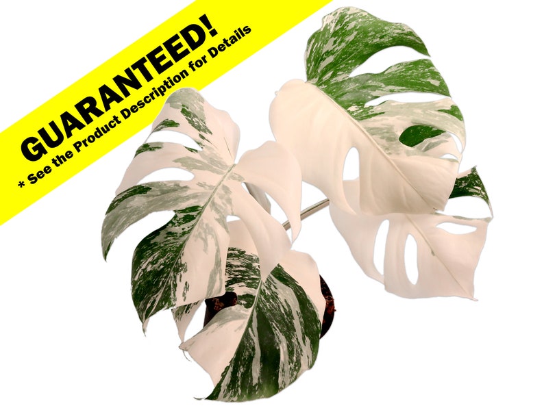 Monstera Albo Variegated Rooted Potted Cutting or Established Plant Available US Seller Monstera Deliciosa Borsigiana Variegata image 1