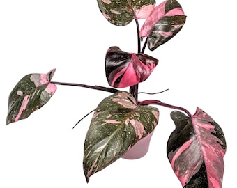 Galaxy Pink Princess Marbled Philodendron - 4" Pot - US seller