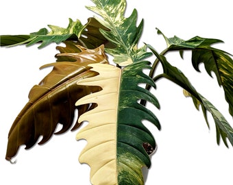 Variegated Caramel Marble Philodendron - Rooted Cutting - Single Leaf - US Seller