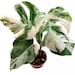 Highly Variegated Monstera Albo Borsigiana - Rooted Cutting - Single Leaf - US Seller 