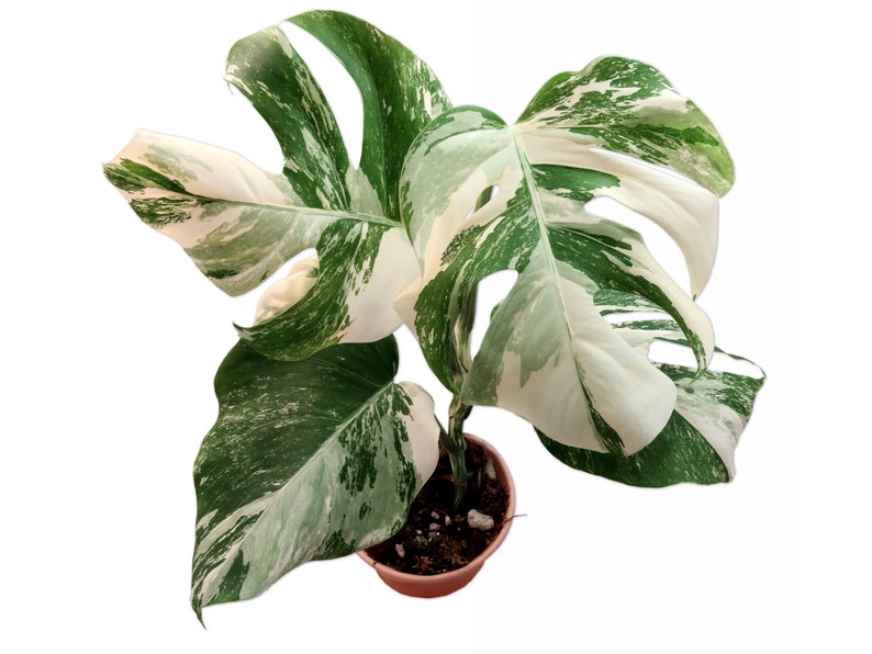 Great Variegations Monstera Deliciosa Albo Variegata small formBorsigiana Rooted Potted US Seller image 3