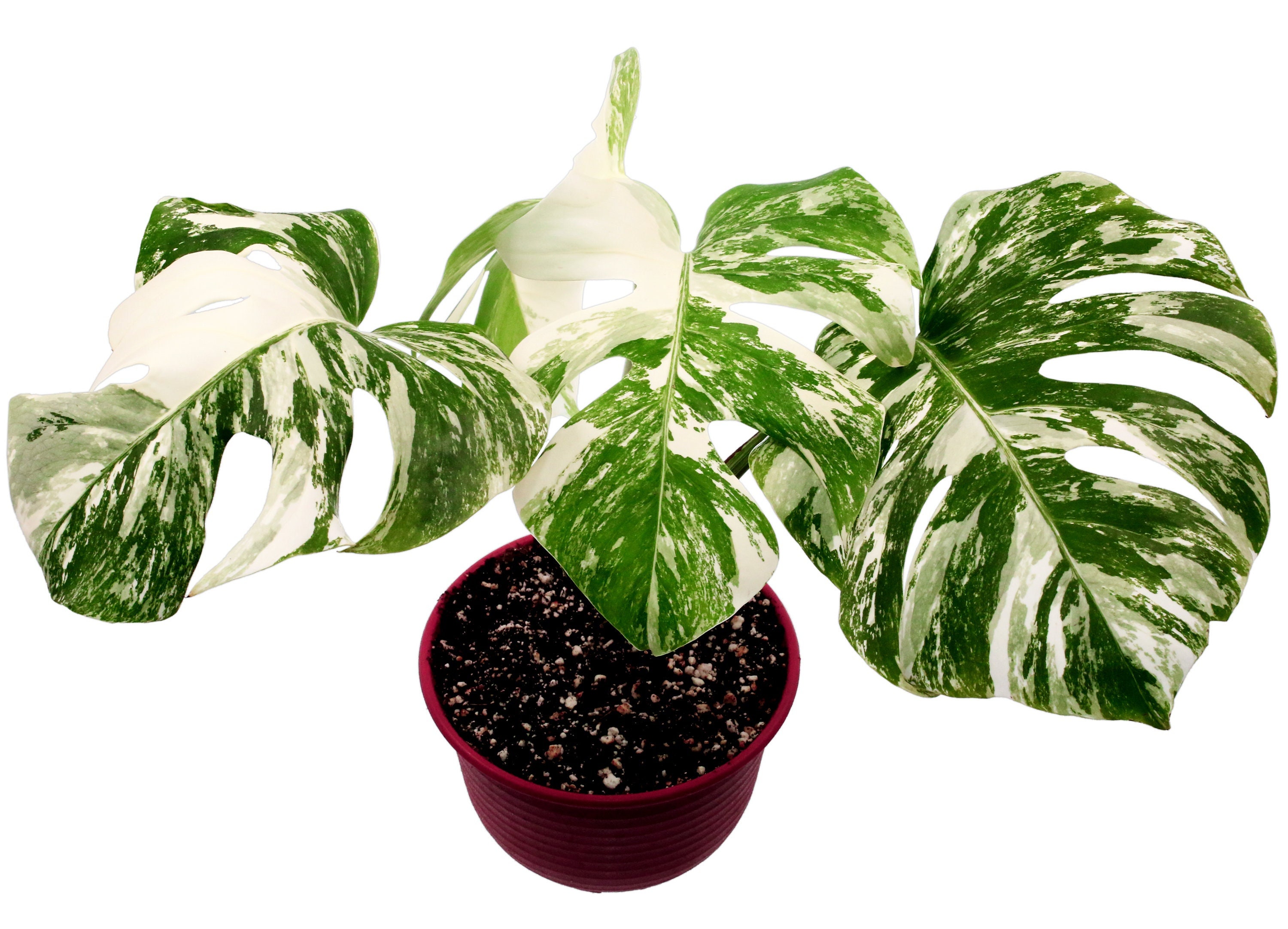 Monstera deliciosa albo borsigiana (High Variegation) - 6 Grow Pot –  Exotic Forest