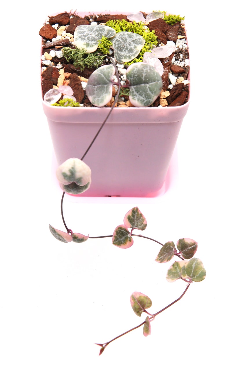 Variegated String of Hearts 78 NODES. Fully Rooted. Rare Etsy