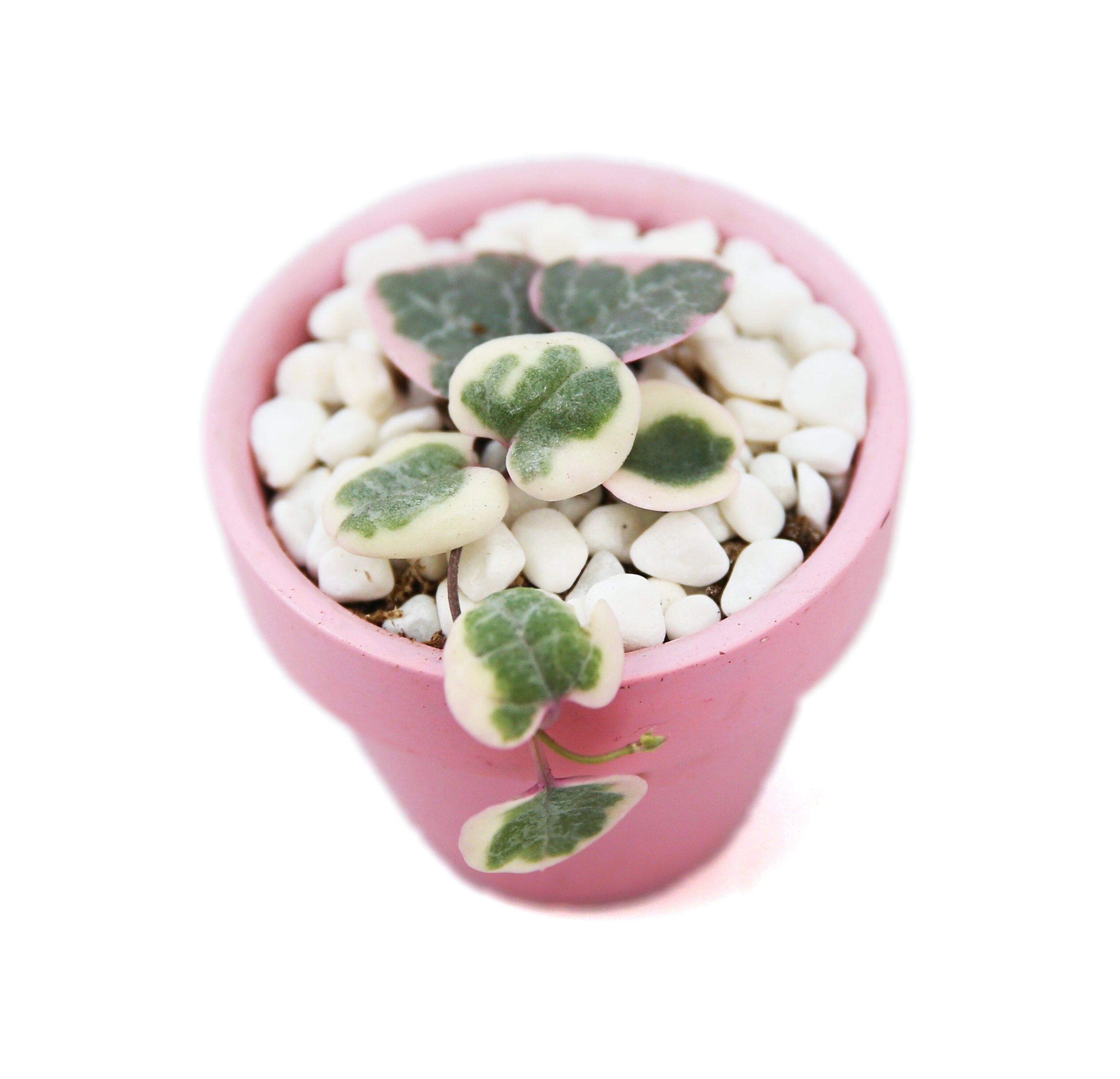 Variegated String of Hearts in Pink Terracotta Pot - Rare Ceropegia W…