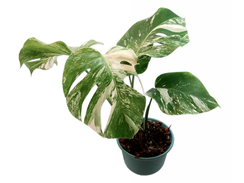 Great Variegations Monstera Deliciosa Albo Variegata small formBorsigiana Rooted Potted US Seller image 2