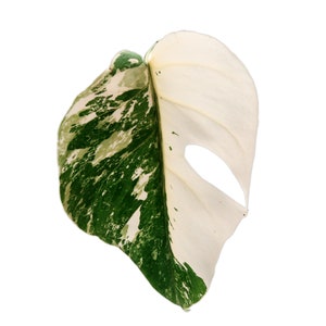 Monstera Albo Variegated Rooted Potted Cutting or Established Plant Available US Seller Monstera Deliciosa Borsigiana Variegata Extra-White High Var