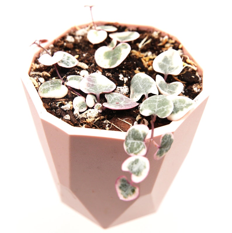 Variegated String of Hearts Rare Plant in Pink Pot Ceropegia Etsy