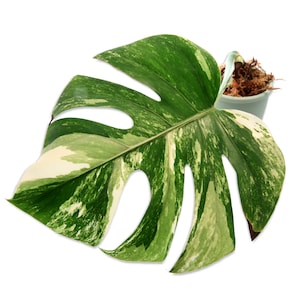 Monstera Albo Variegated Rooted Potted Cutting or Established Plant Available US Seller Monstera Deliciosa Borsigiana Variegata High Variegation